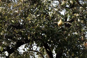 pear tree in my garden